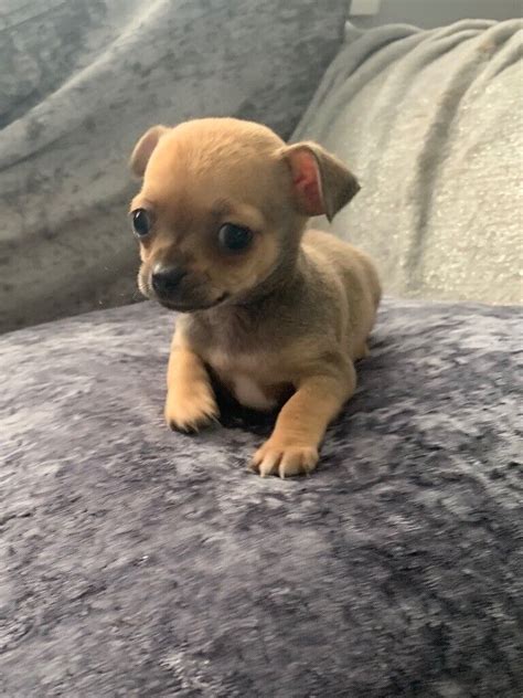 Chihuahuas are a small breed so please be vigilant of this when considering one of my babies especially with little children as part of your human family. . Chihuahua gumtree